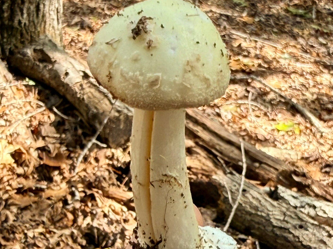 Deep Woods Mushrooms-Mills River必去景点