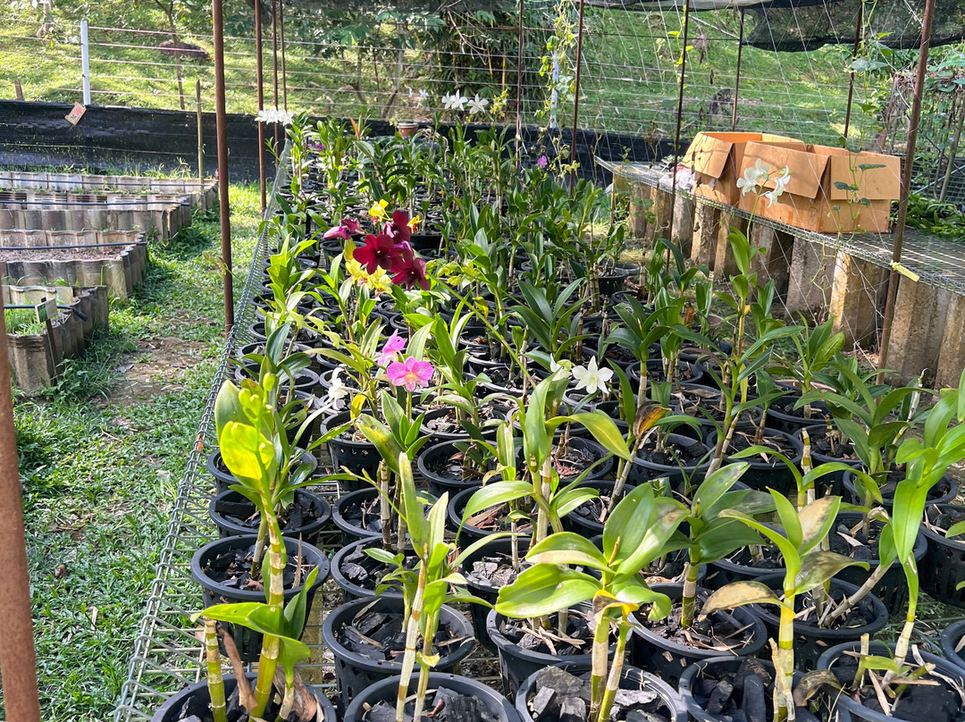 Langkawi Cooking School at Buluh & Tebing Organic Farm-兰卡威必去景点