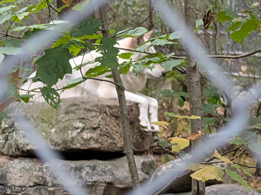 Lakota Wolf Preserve-Columbia必去景点