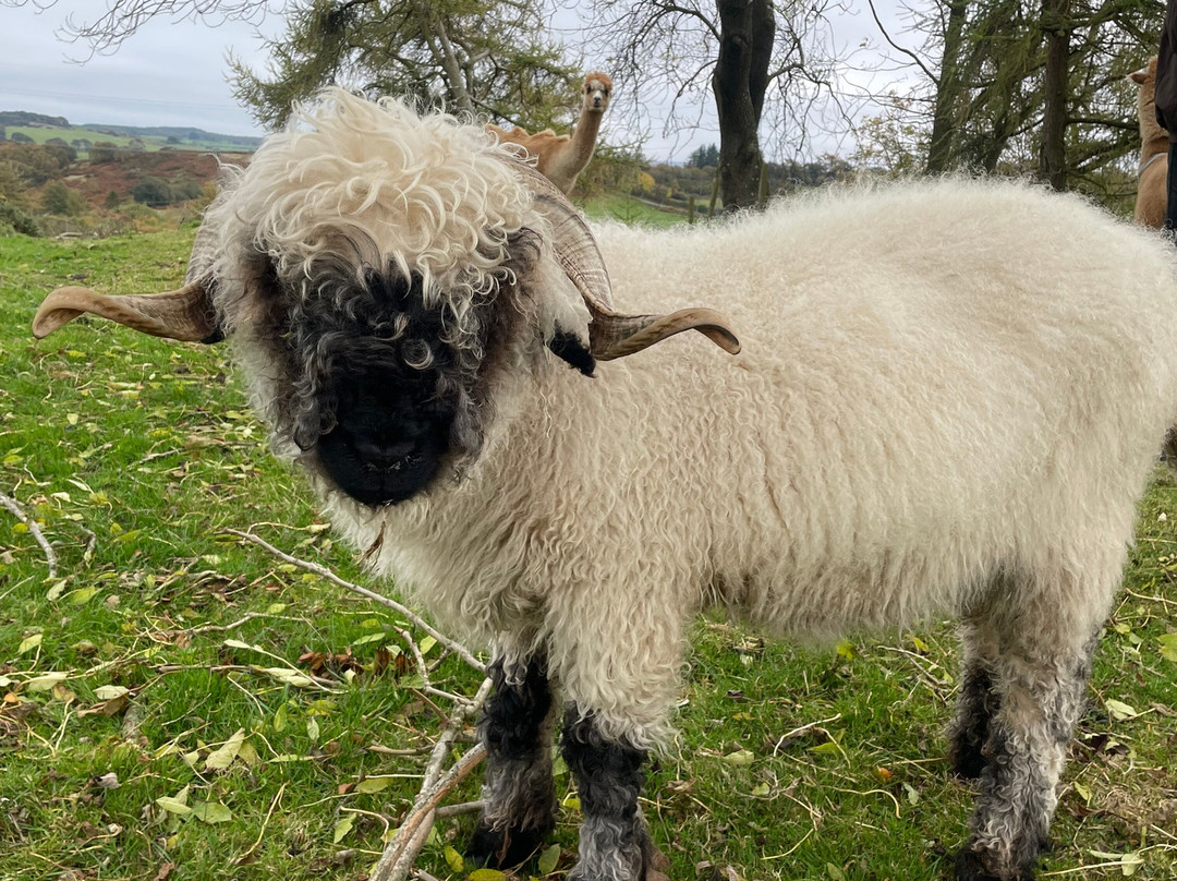 Woolly Experiences, Nercwys, Mold-Mold必去景点