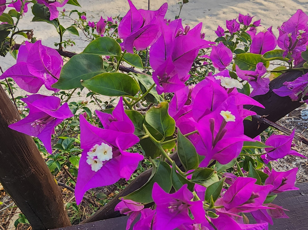 纳福图星级度假村主图