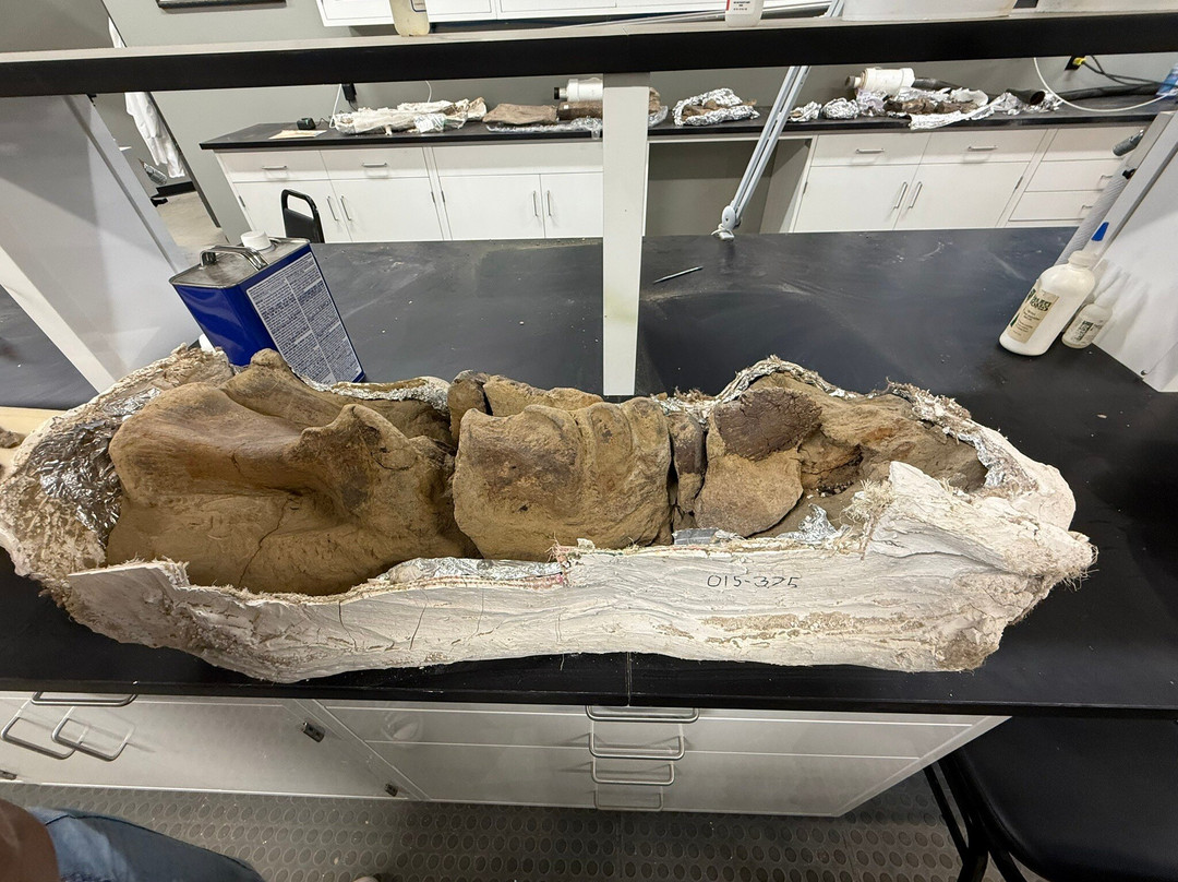 Indiana Dinosaur Museum-南本德必去景点