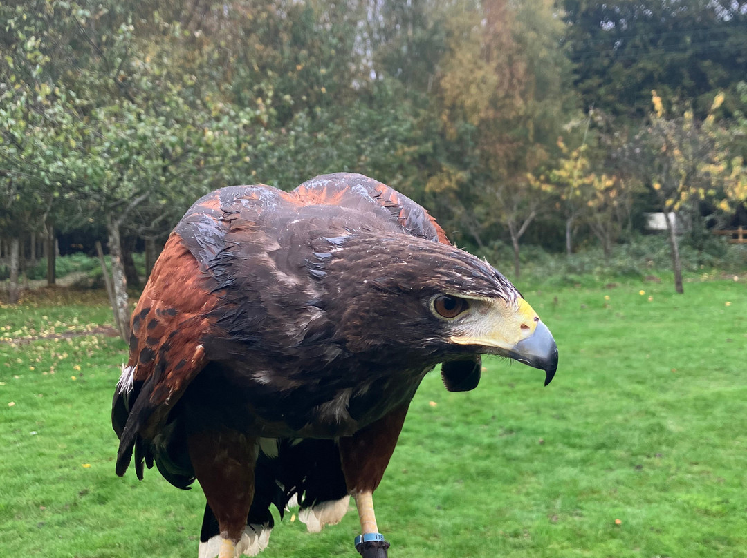 Willows Bird of Prey & Wildlife Trail-Knockholt必去景点