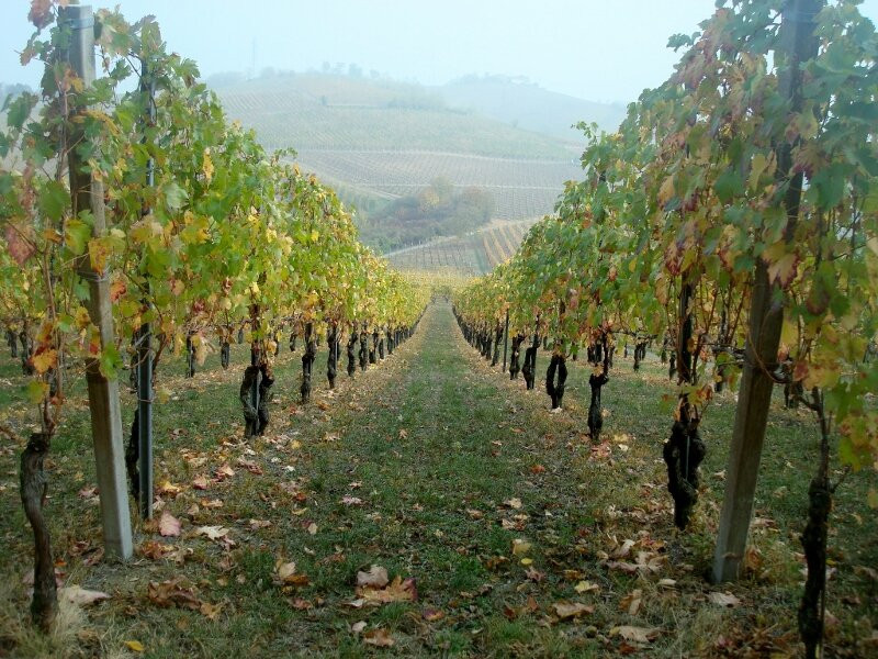 Azienda Agricola Zerioli