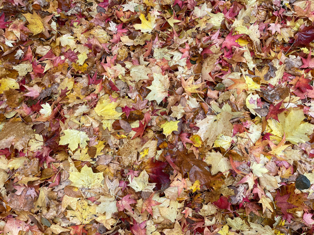 Stössels Hotel & Restaurant主图