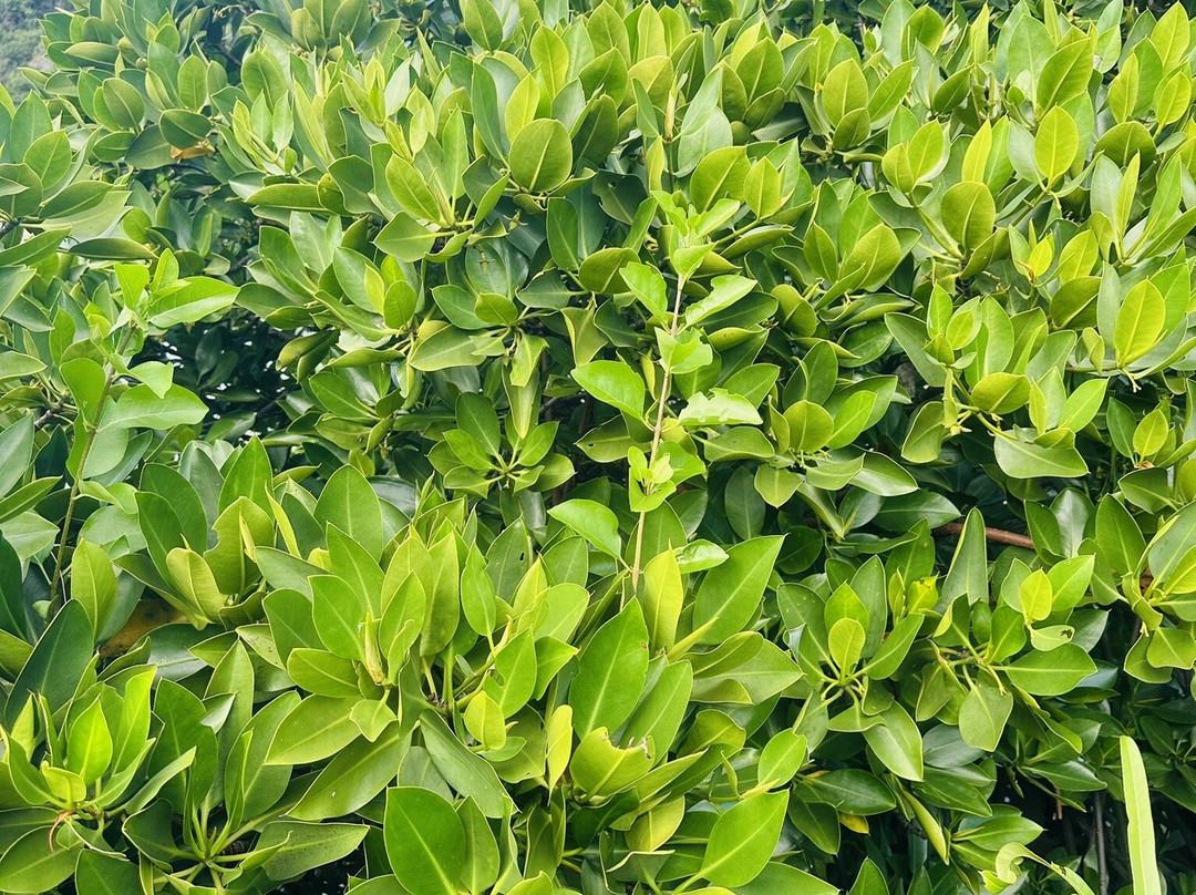 Thien Long Cave-卡巴必去景点