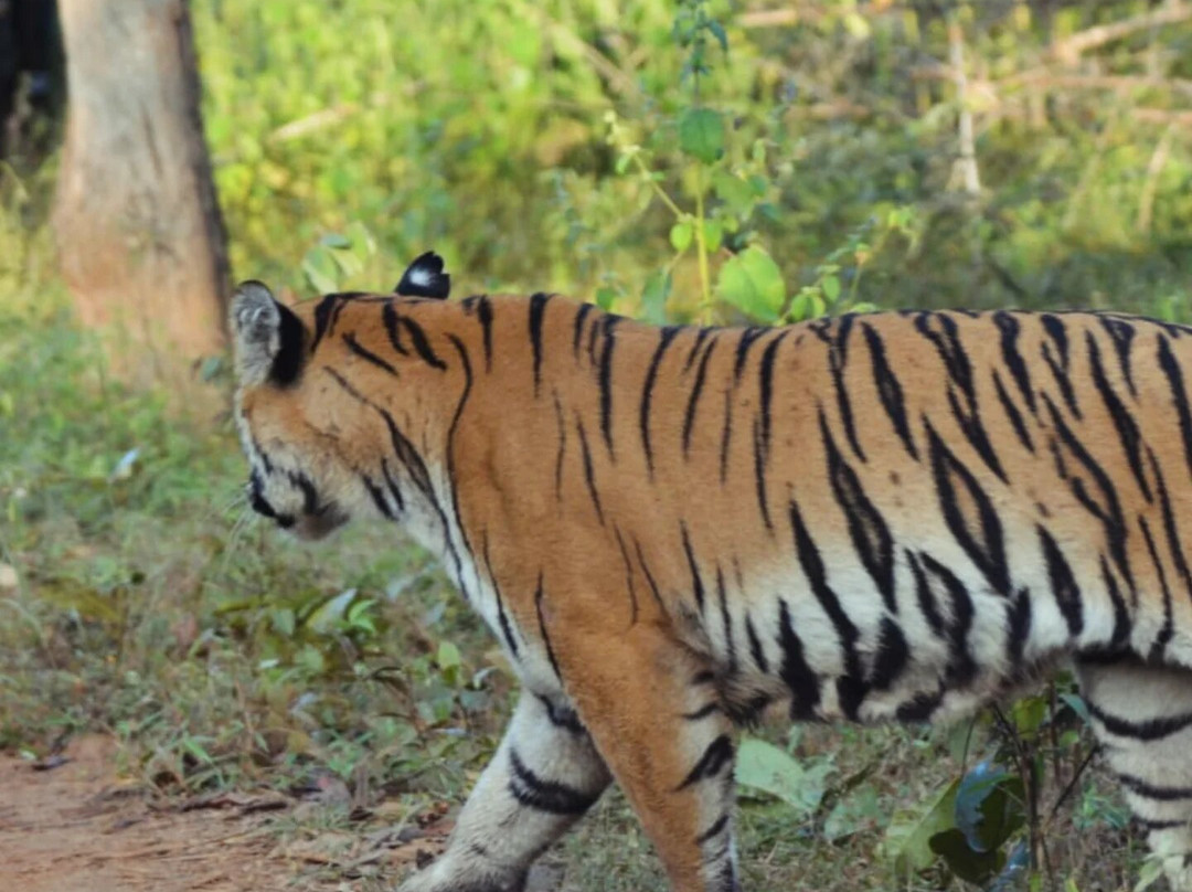 Jungle Bucket List-Moharli必去景点