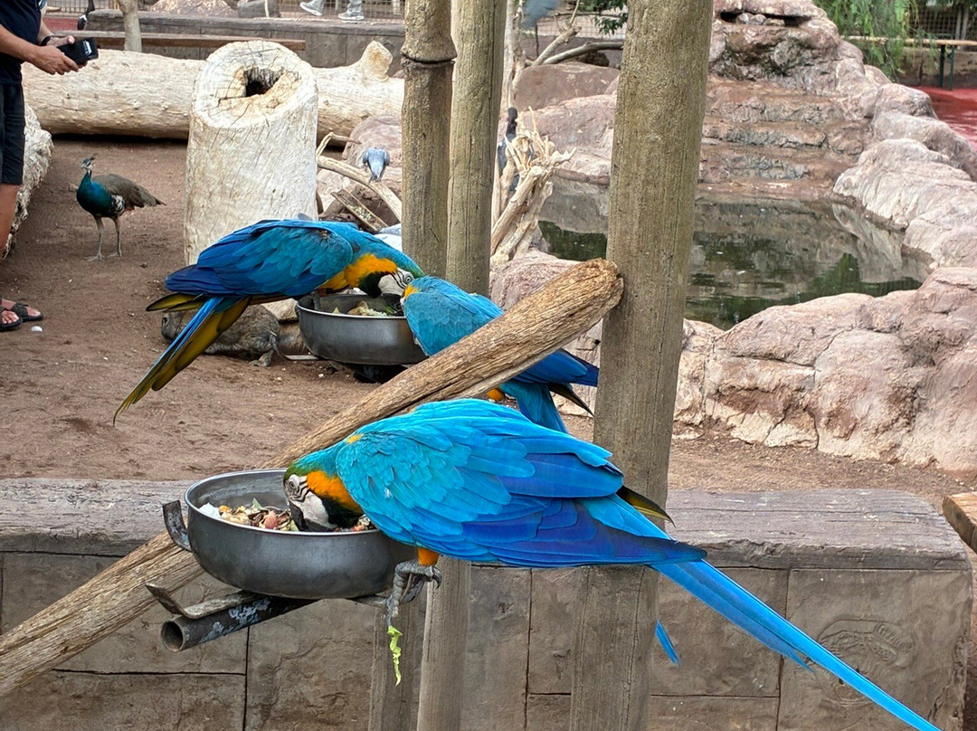 Cocodrilo Park Gran Canaria-阿古伊梅斯必去景点