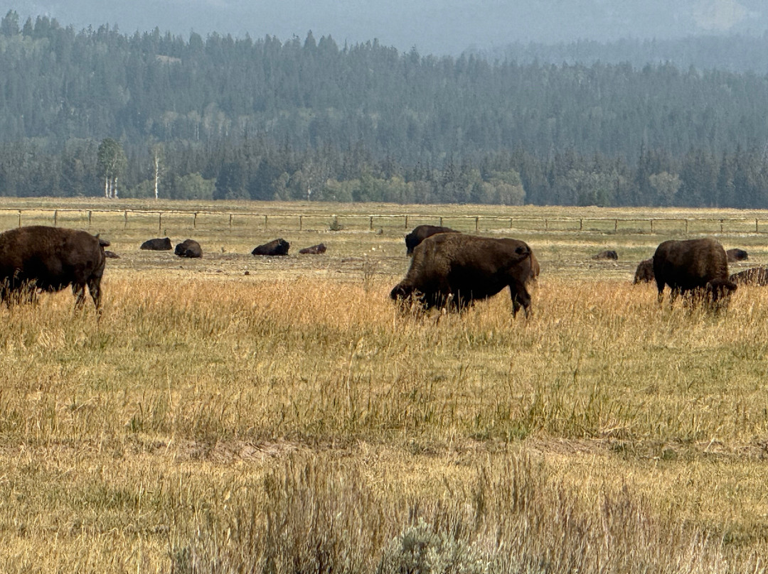 Buffalo Roam Tours - Day Tours-杰克逊必去景点