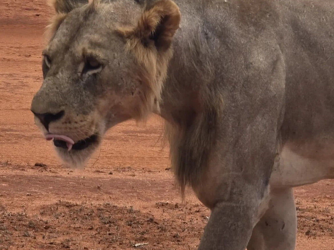 Totti Kenya-安博塞利国家公园必去景点