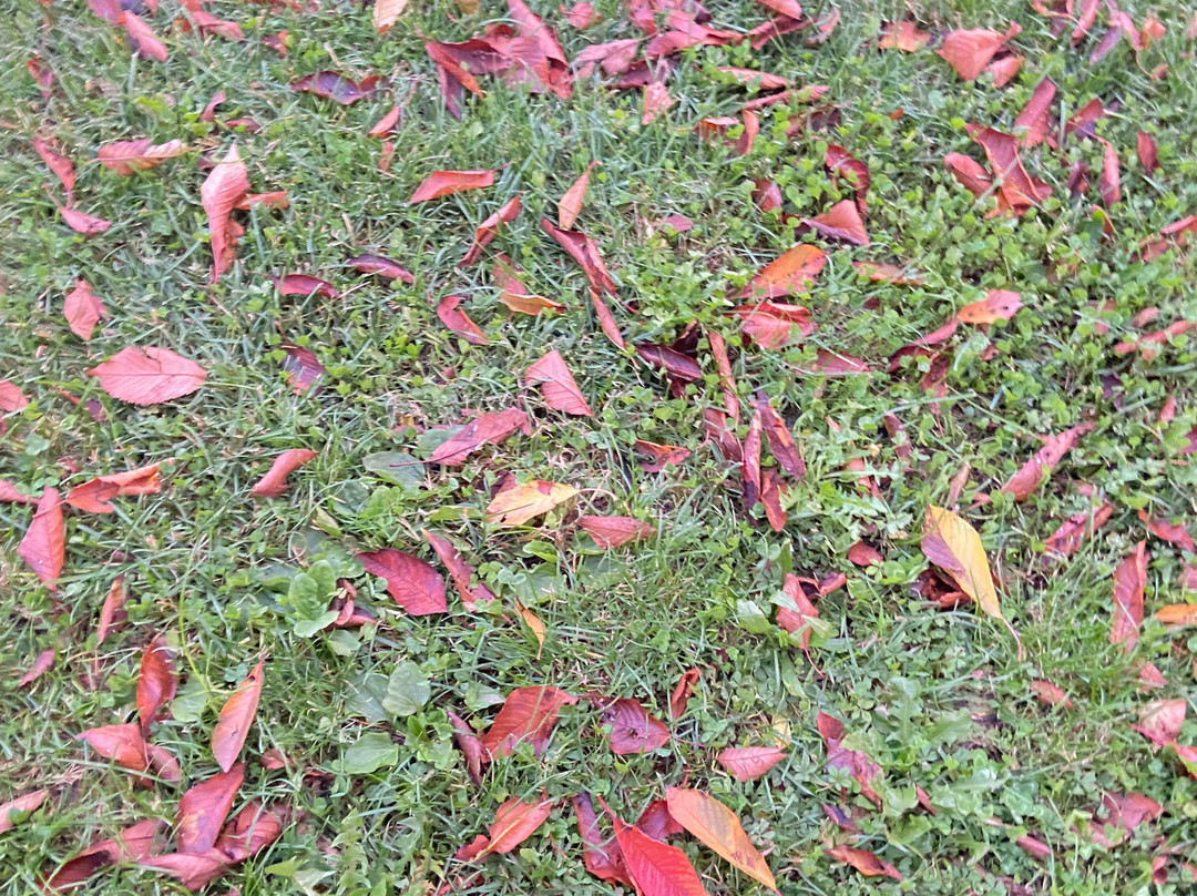 Oriana Noleggio con Conducente-Farra di Soligo必去景点