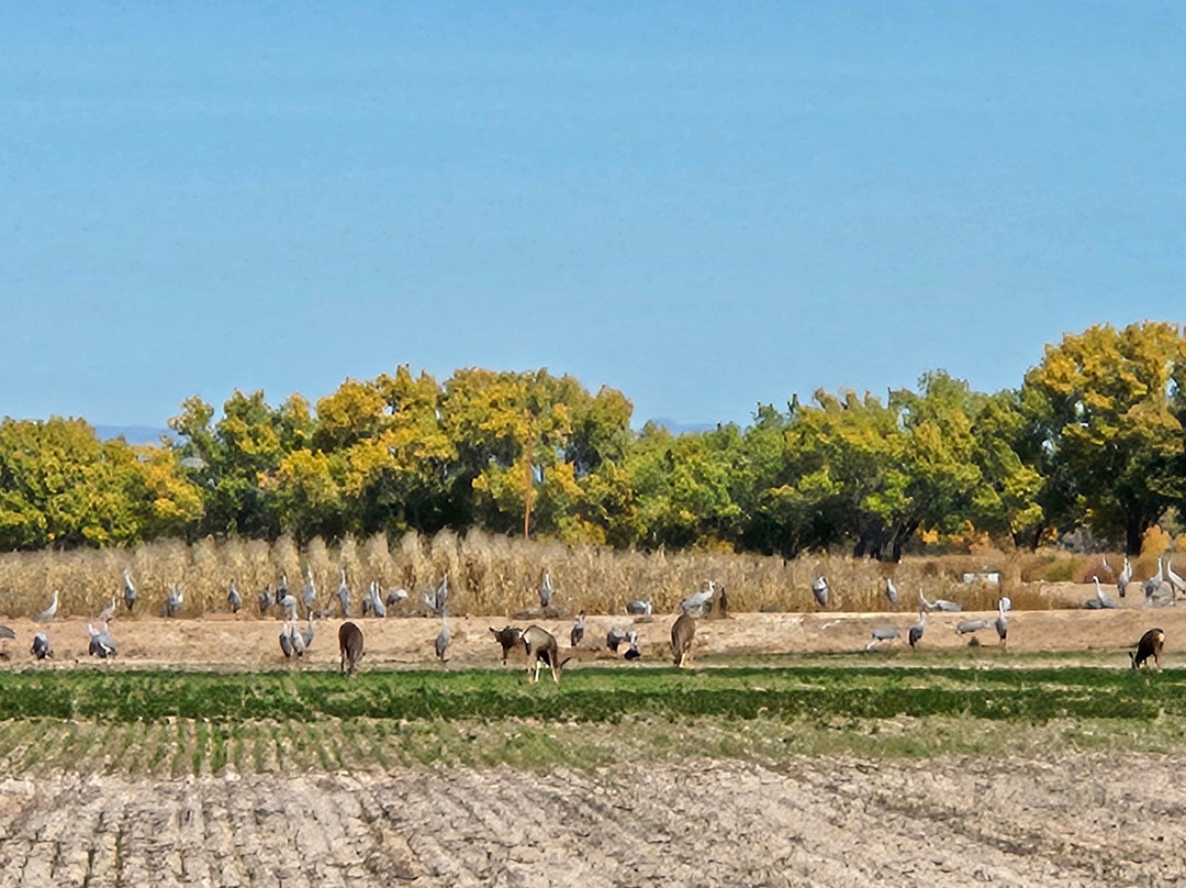 Ladd S. Gordon Waterfowl Complex - Bernardo-索科罗必去景点