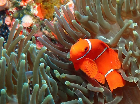 Mike Ball Dive Expeditions-凯恩斯必去景点