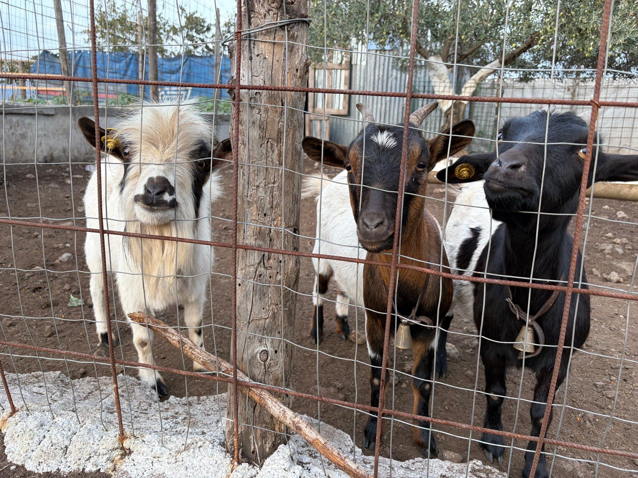 Borgo San Nicolao-官方