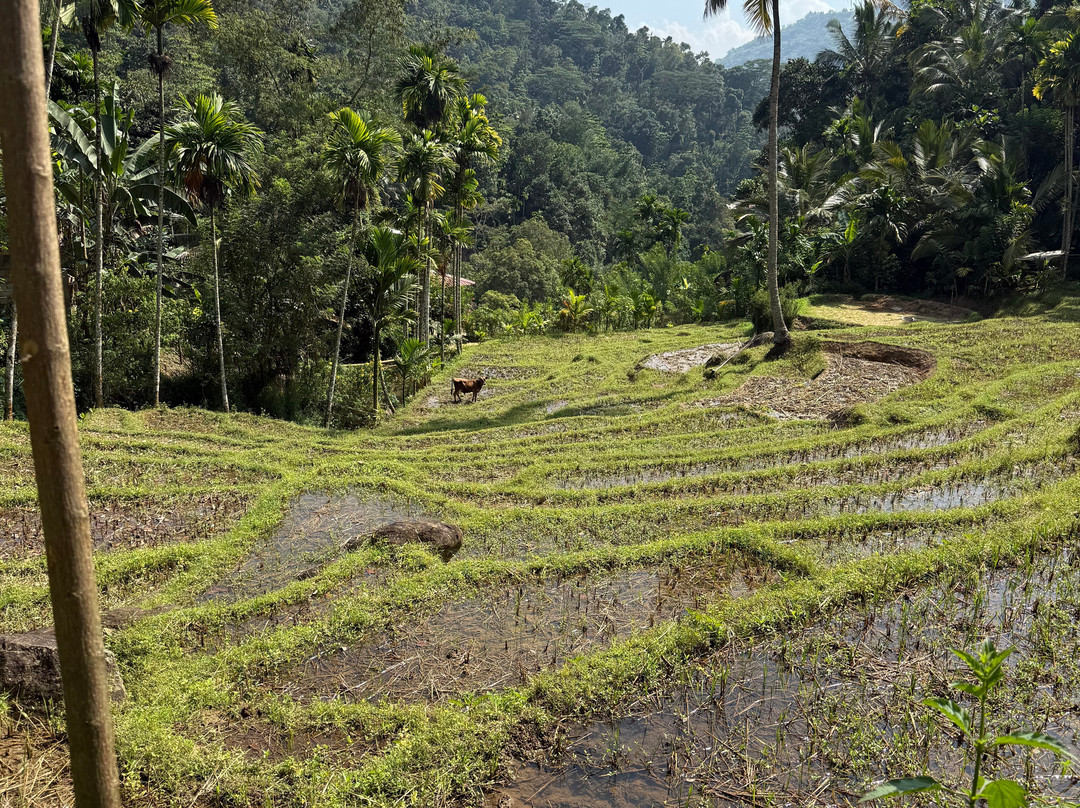Sri Lanka Knuckles Trekking-康提必去景点