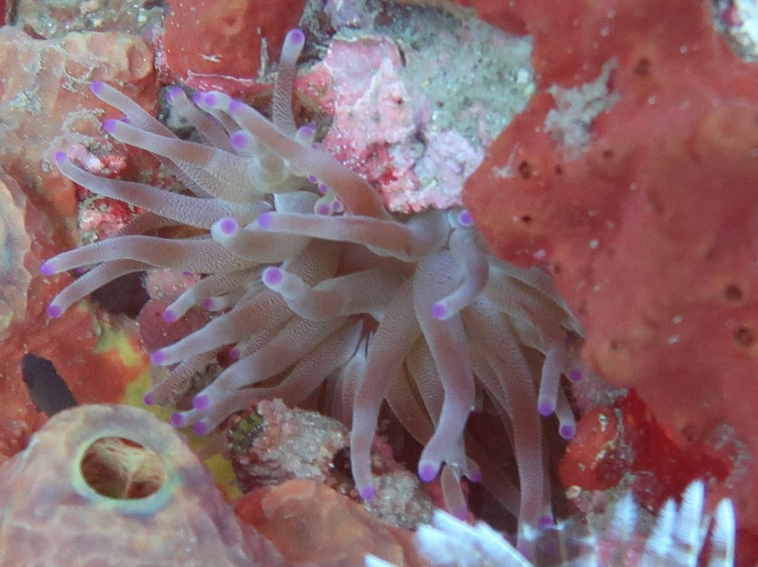 Tropicalsub Diving-Deshaies必去景点