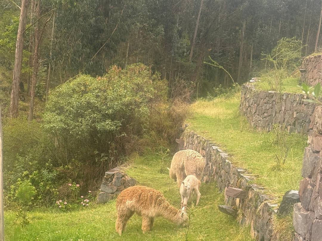 Etnikas Ayahuasca Retreats-库斯科必去景点