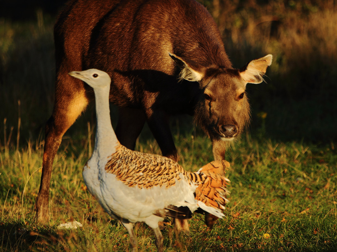 Watatunga Wildlife Reserve-金斯林必去景点