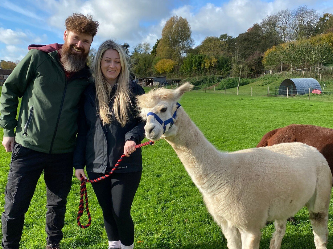 Bell Farm Alpacas-Pensford必去景点