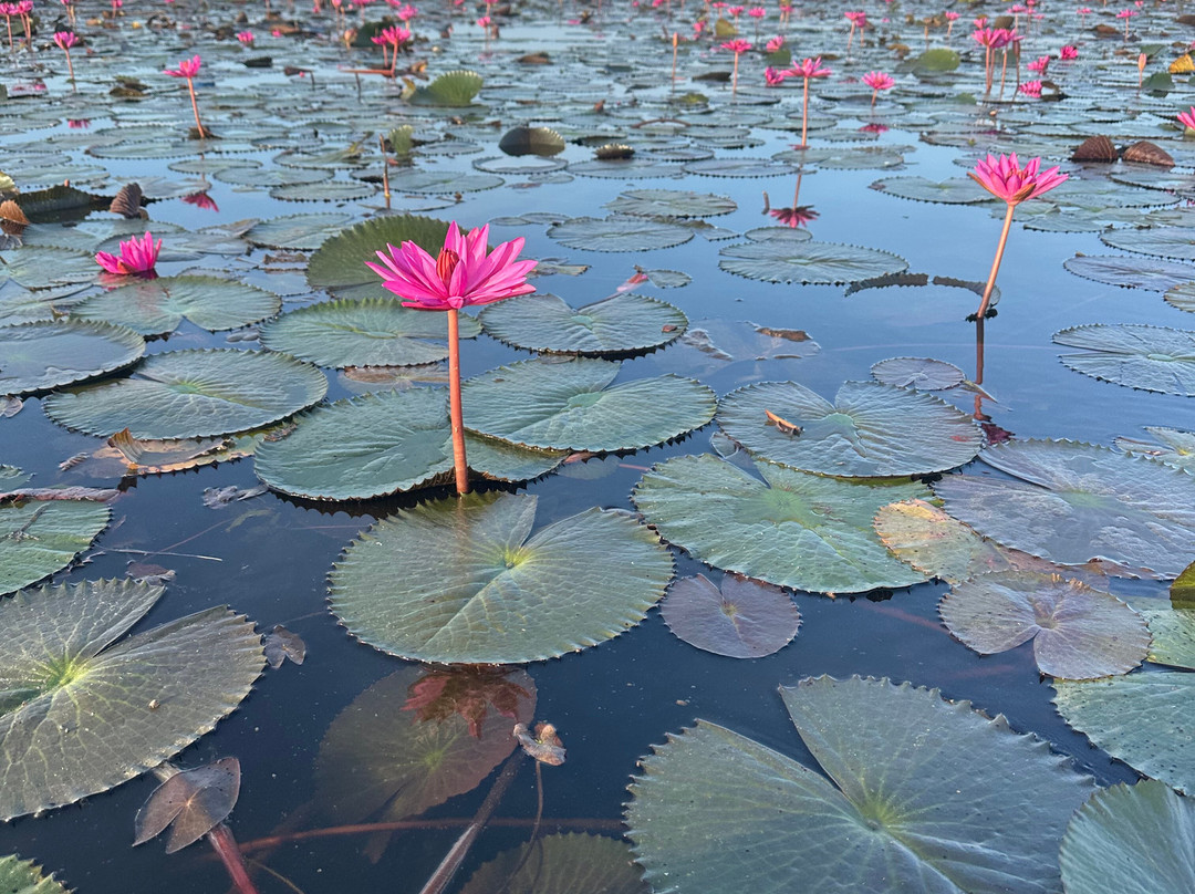 Thale Noi Waterbird Park-博他伦府必去景点