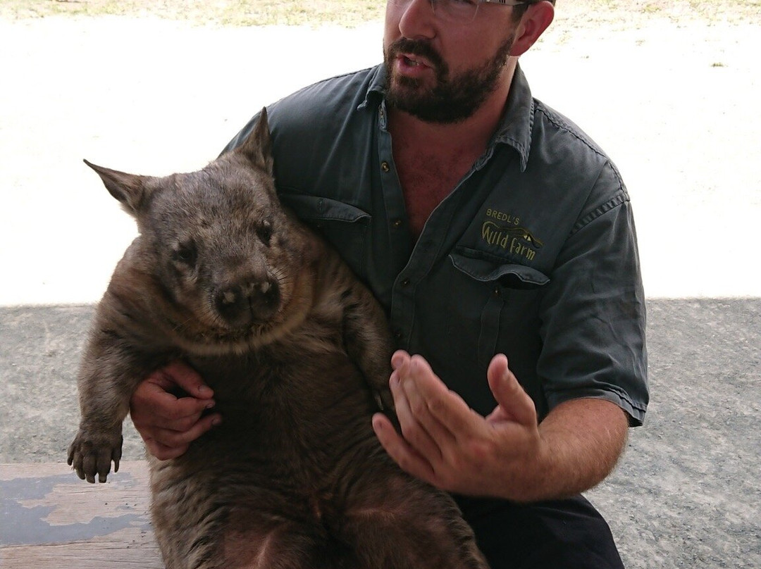 Bredl's Wildlife-艾尔利滩必去景点