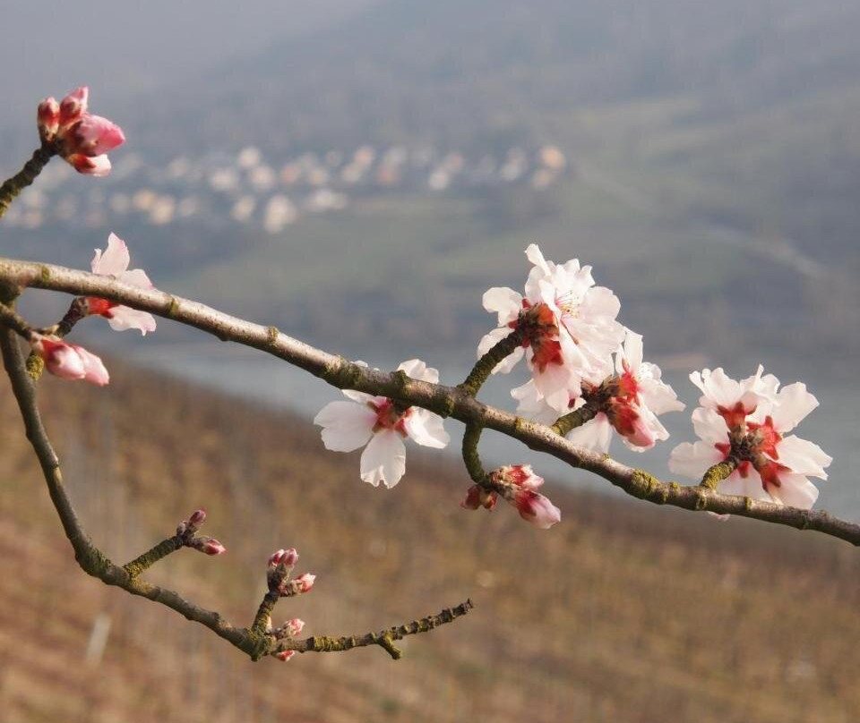 Hotel Rössler主图