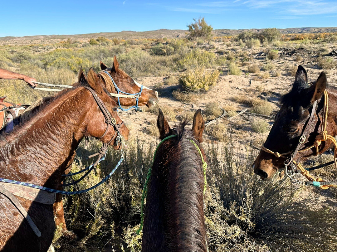 Acacia Riding Adventures-San Acacia必去景点