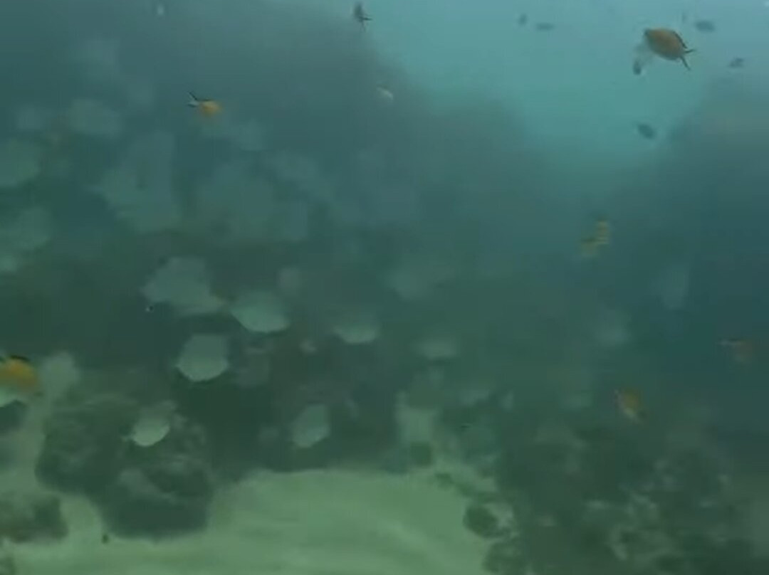 Mergulho Consciente-Taipus de Fora必去景点