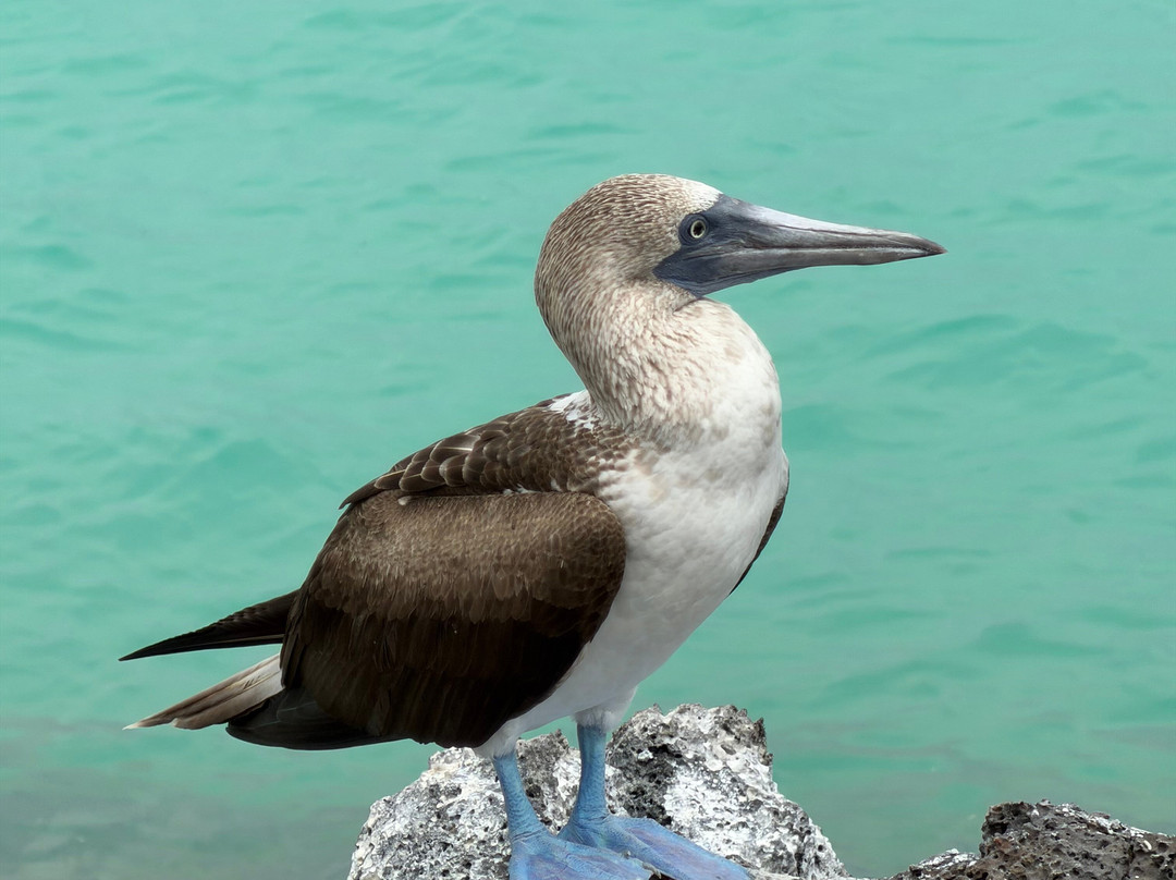 Eco-Challenger Galapagos Tour Agency-圣克里斯托瓦尔必去景点