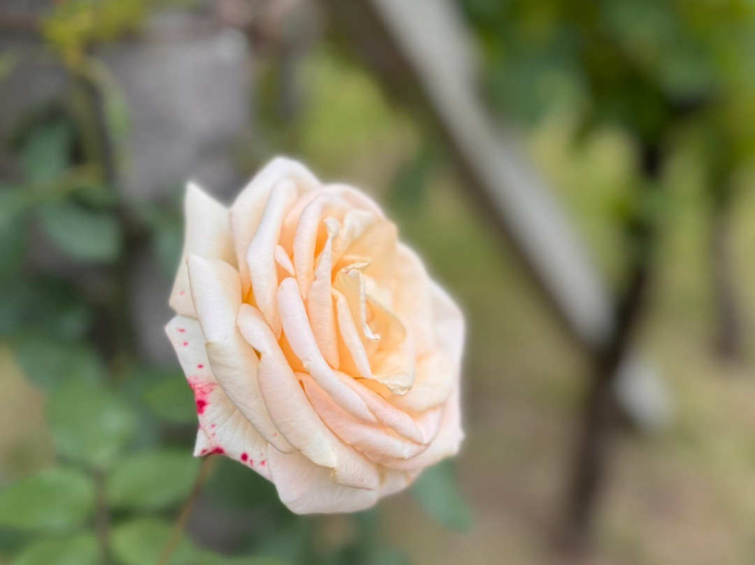 Vinhos Larentis-本图贡萨尔维斯必去景点