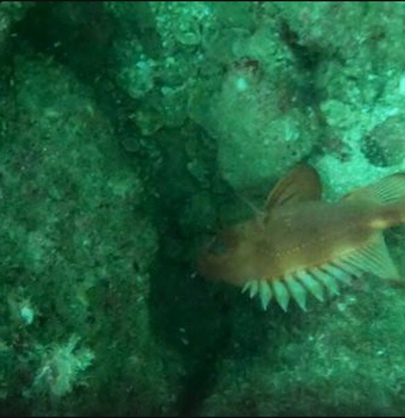 Scuba Diving Anfibios Huatulco-Crucecita必去景点