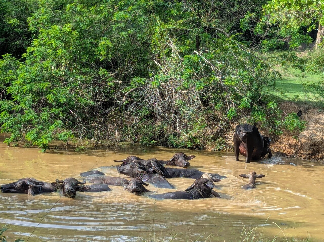 Ulpotha Yoga Retreat & Ayurveda Resort-Ulpotha Village必去景点