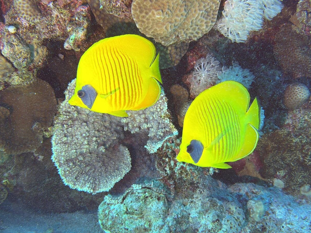 DUNE Red Sea-Safaga必去景点
