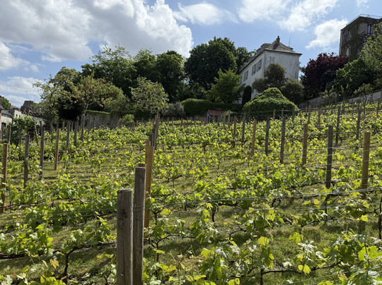 蒙马特葡萄园-巴黎必去景点