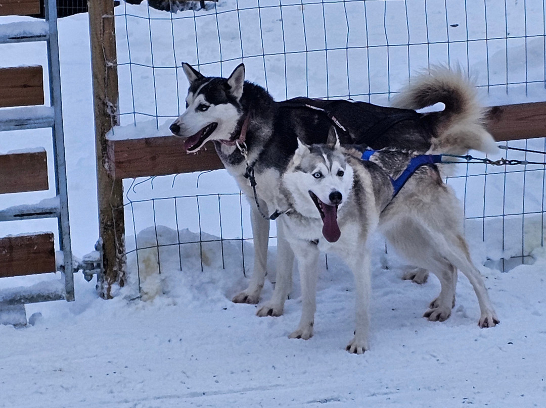 Arctic Circle Husky Park-罗瓦涅米必去景点