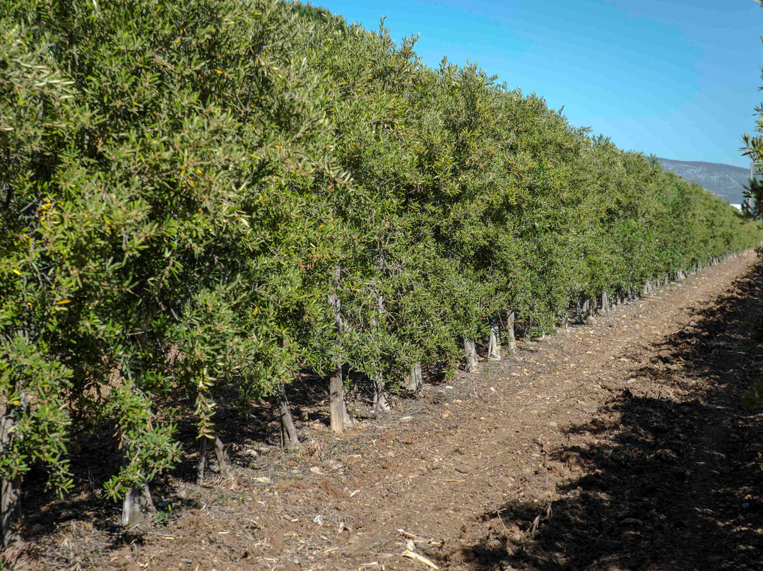 佩皮尼昂里沃萨尔特诺富特酒店主图