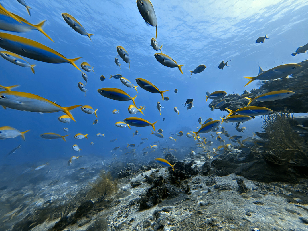 The Smiling Seahorse-拉廊必去景点