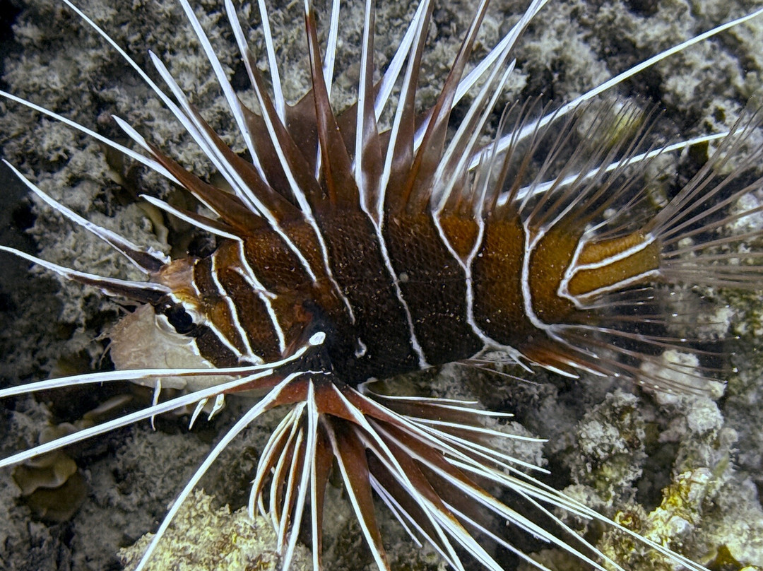 Extra Divers Worldwide El Quseir-艾尔可西利亚必去景点