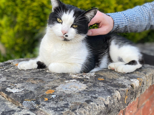 Wall Cat-Bishop's Cleeve必去景点