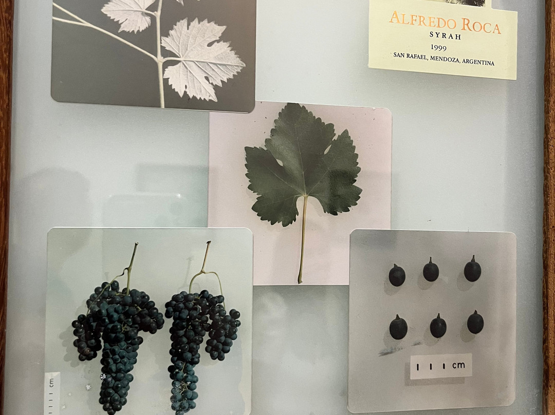 Bodega Alfredo Roca-圣拉斐尔必去景点