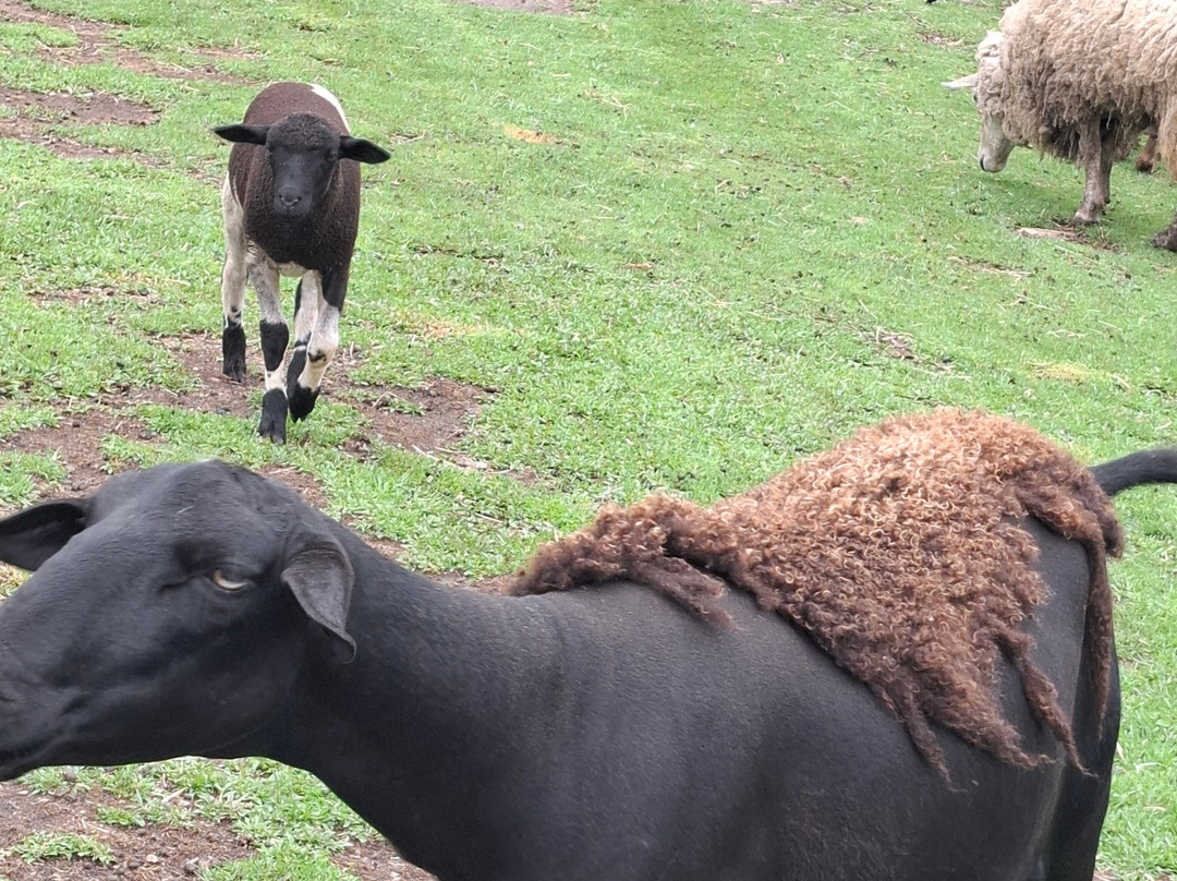 Parque da Lagoinha-坎普斯－杜若尔当必去景点