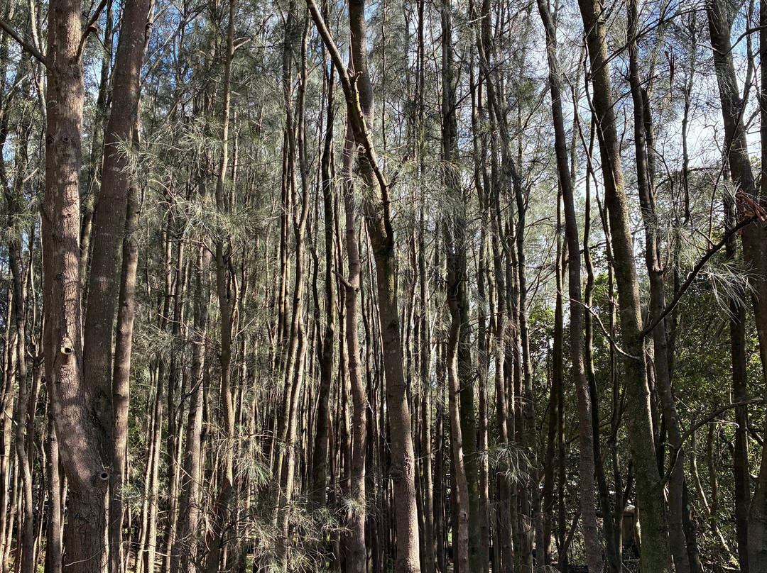 Bicentennial Park-Sydney Olympic Park必去景点