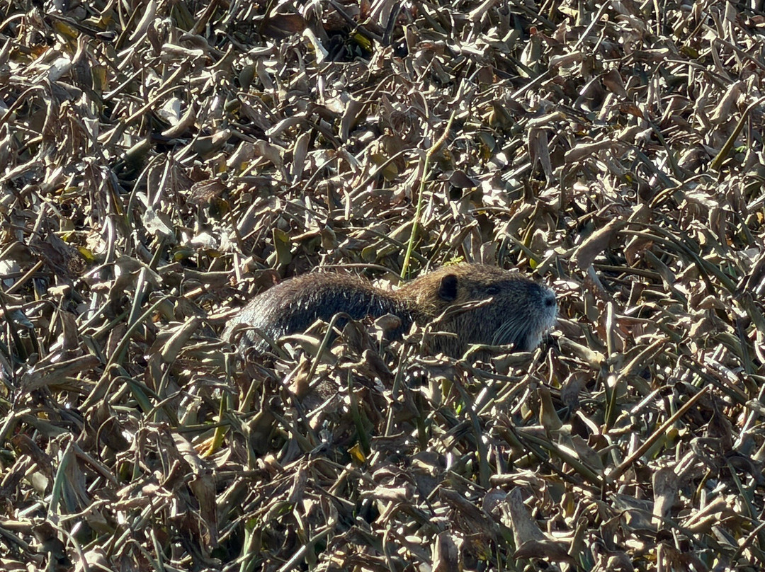 New Orleans Airboat Tours-Marrero必去景点