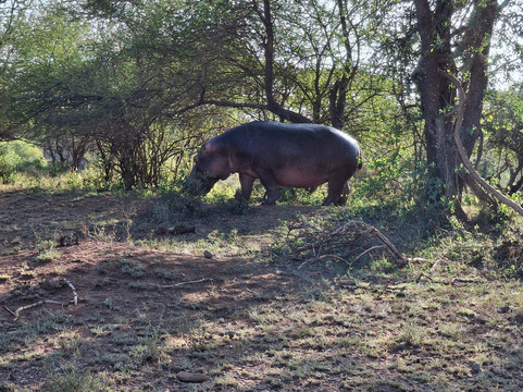 Ndarasi Safari-阿鲁沙必去景点