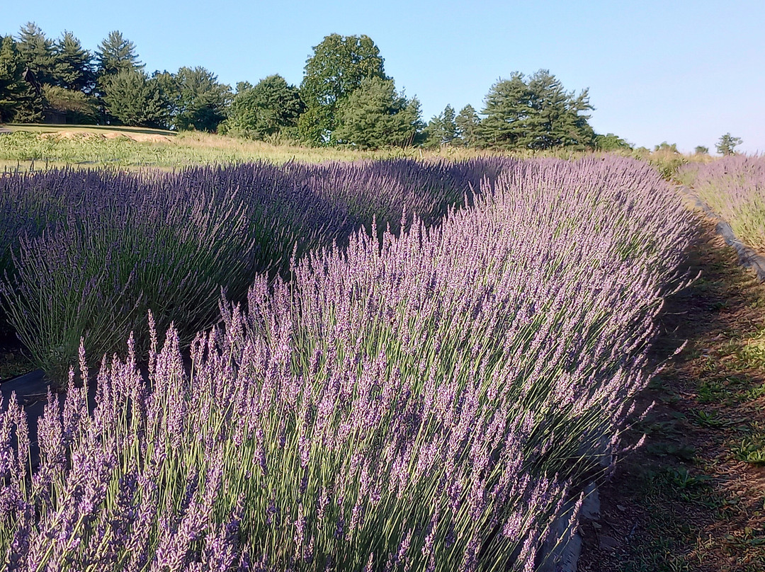 Quiet Hills Lavender Farm-Palmerton必去景点