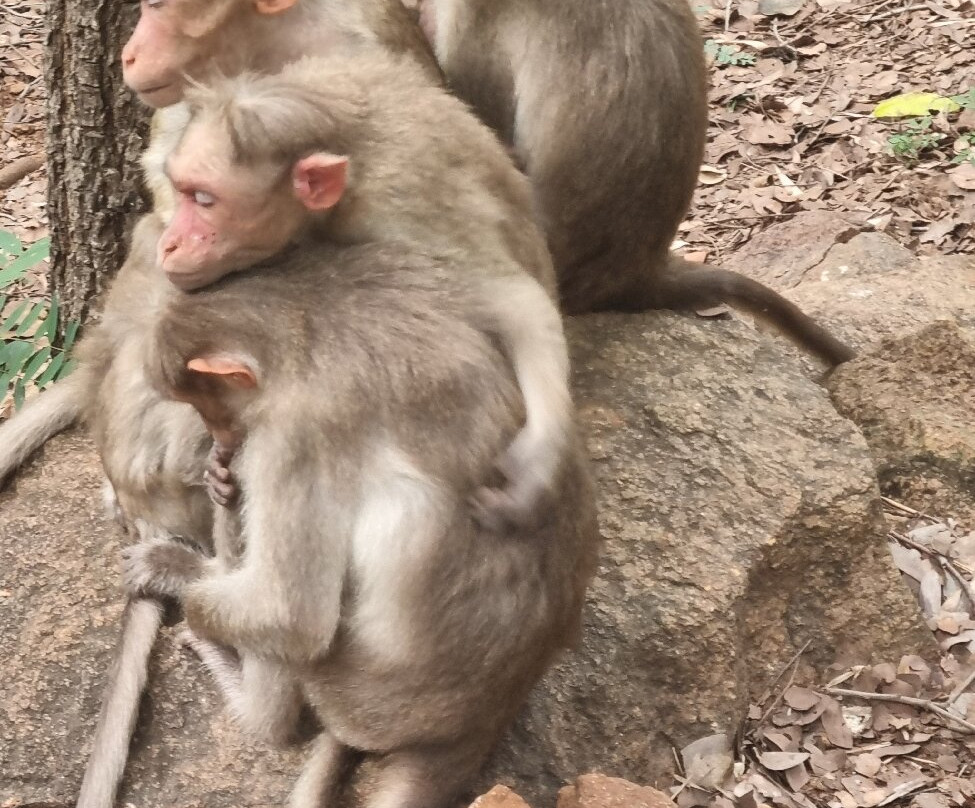 Virupaksha Cave-Tiruvannamalai必去景点