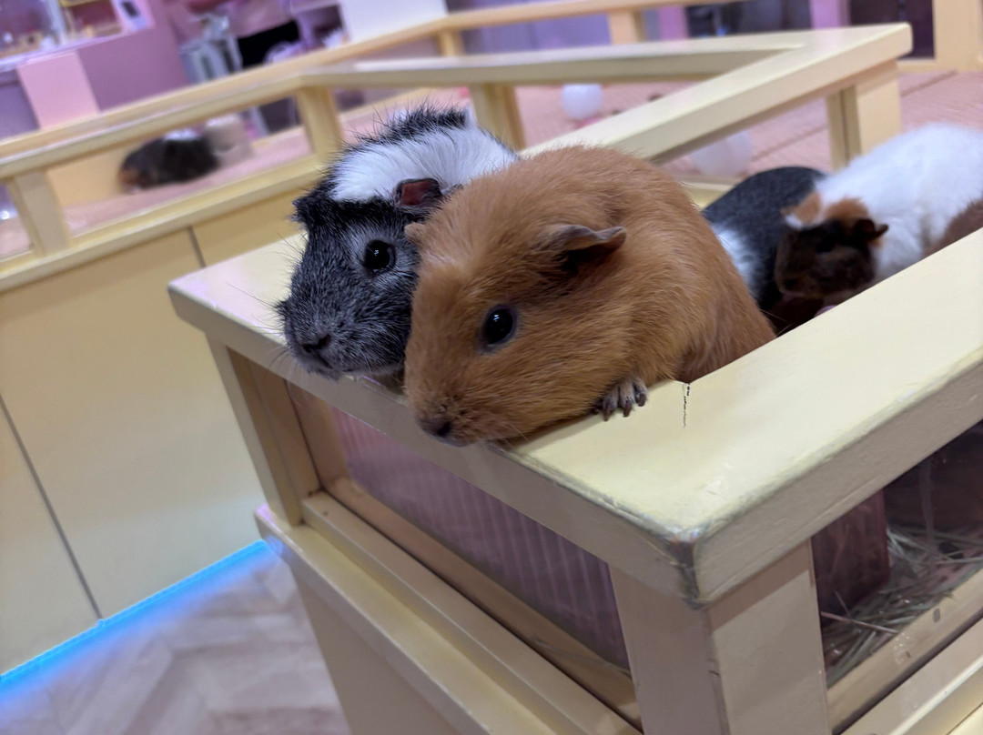 Harajuku Kawaii Land Kyun Kyun-涩谷区必去景点