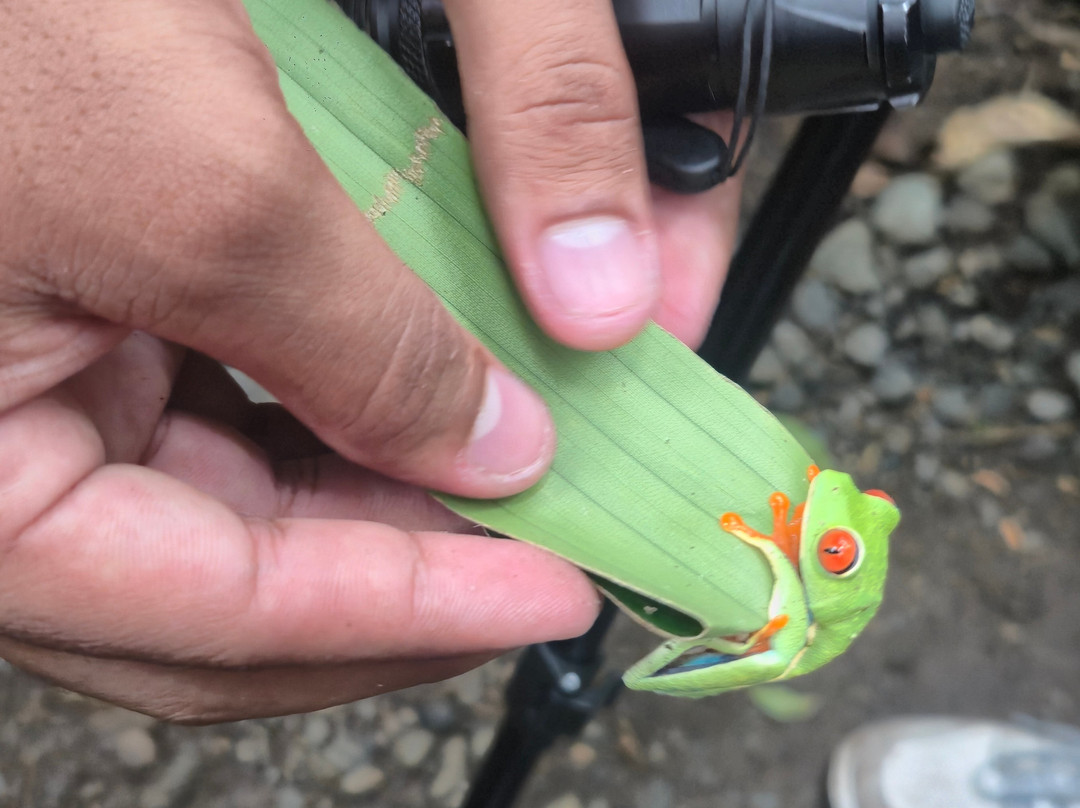 Sloth and Monkey Forest Tour-El Tanque必去景点