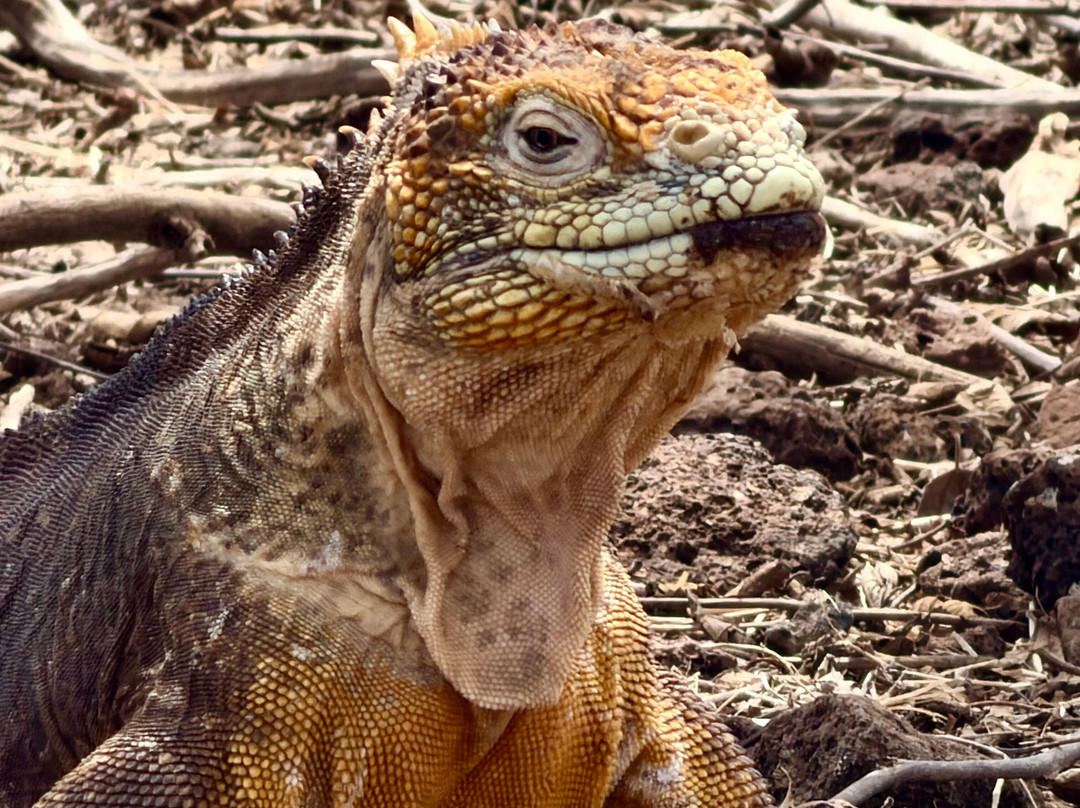 Uniquely Galapagos-阿约拉港必去景点