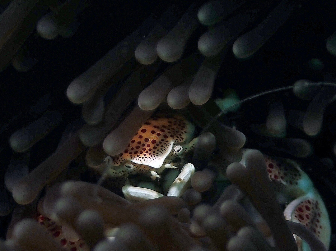 Bubbles Up! Dive center-高龙撒冷岛必去景点